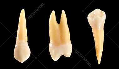 Teeth isolated on black