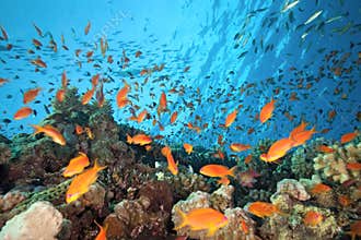 Shoal anthias fish on the coral reef