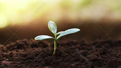 Young jade plant money tree growing in soil