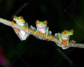 Curious red eyed green tree frogs , costa rica