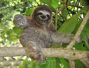 Playful three toe sloth sitting in tree,costa rica