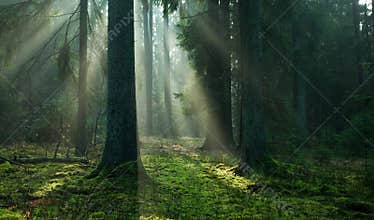 Misty autumn morning in coniferous stand