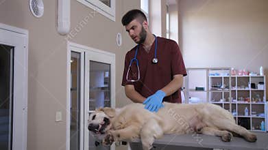 Vet stroking sick lying dog at animal care clinic