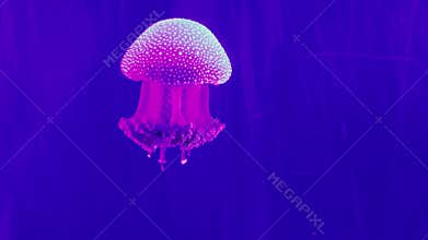Colourful jellyfish in aquarium.