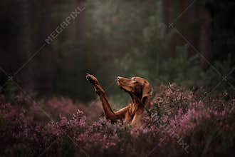 Hungarian breed dog. The pet gives the paw in flowers. summer