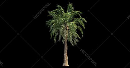 4k footage of windy palm for architectural visualization with cutout mask