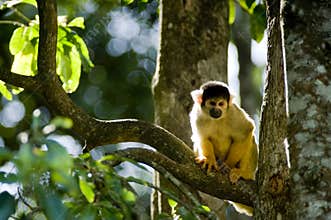 Squirrel monkey