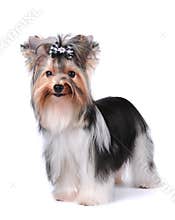 Portrait of black and white dog isolated on white