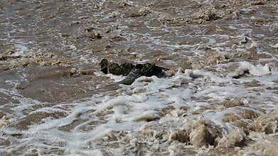 A water rapids on countryside video