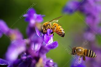 Busy bee