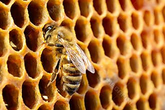 Macro pictures of bee in a beehive on honeycomb with copyspace. Bees turns nectar into fresh and healthy honey. Concept
