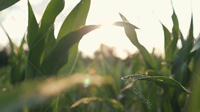 Beautiful corn field at sunset
