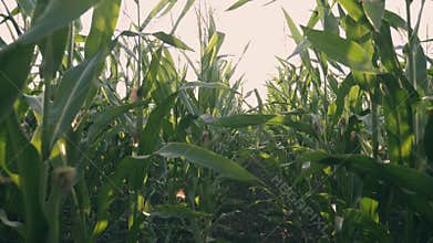 Sunset over the corn field. Corn in the sun.
