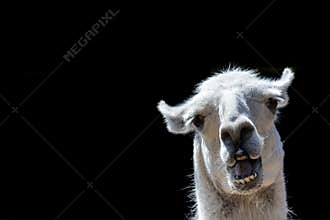 Stupid looking animal. Goofy llama. Funny meme image with copy-space.