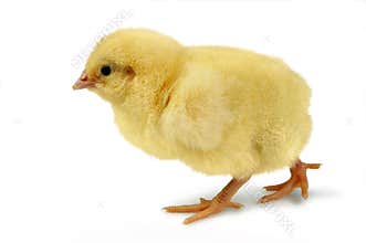 Chick on the walk