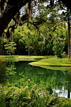 Swamp