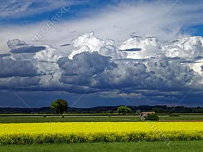 Darkened sky by towering clouds and yellow blooming countryside contrast