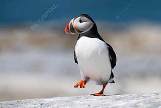 Portrait of an Atlantic Puffin