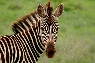 Zebra