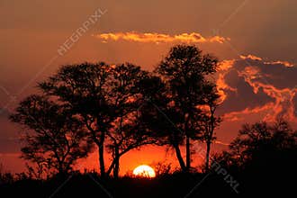 Savanna sunset, South Africa