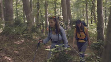 Group of tourist people walking on forest path while summer travel