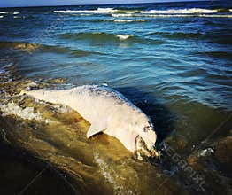 Dead dolphin