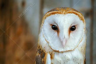 Barn Owl Closeup Portrait