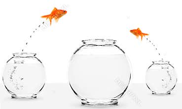 Two goldfish jumping to bigger fishbowl