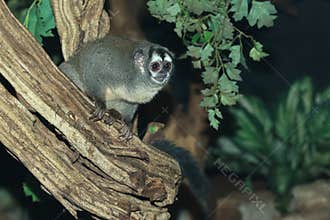 Northern owl monkey