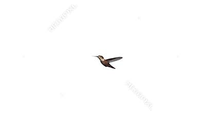 Flying hummingbirds in slow motion video.