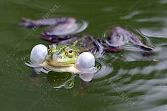 True frog in pond
