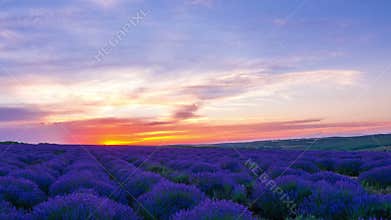 Sunset Over A Field Of Lavender