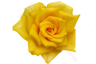 Yellow roses. png.