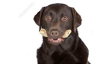 Chocolate Labrador with Rawhide Bone