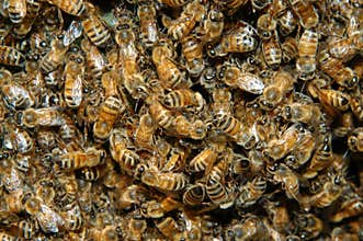 Swarm of bees
