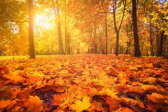 Autumn nature. Fall scene. Tranquil background.