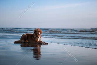 Dog lying on the beach, by the sea. Pet on vacation