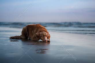Dog lying on the beach, by the sea. Pet on vacation