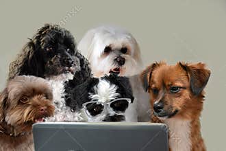Teamwork skills, group of dogs surfing in internet
