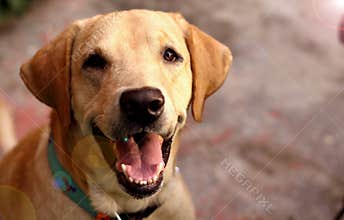 Portrait of a Cute Labrador with a smiling face