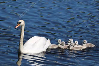 Swan Swimming with Cygnets