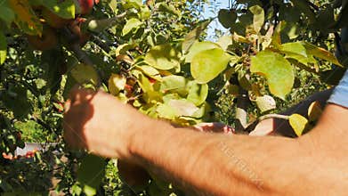 Close up shot of a worker picking ripe apples