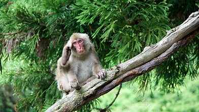 Snow monkey scratching behind the ears in Jigokudani, Japan