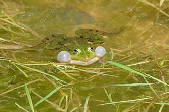 Frog frog. Mating season. End of May.