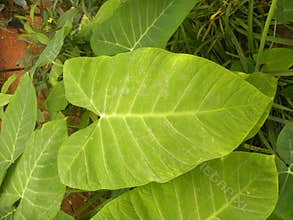 Xanthosoma sagittifolium leaf
