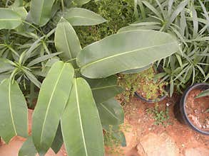 Ensete ventricosum plant