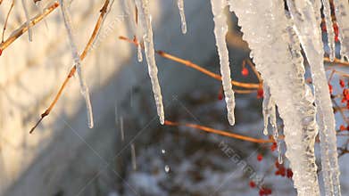 Group of beautiful picturesque icicles sparkling and iridescent melt in the sun