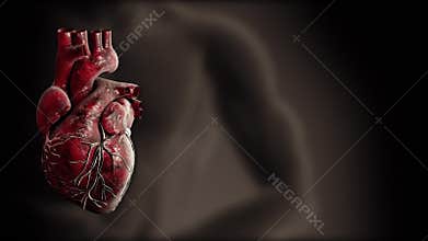 Heart and heart beat pulse video for medical apps and websites