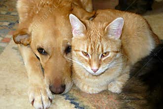 Pet cat and dog