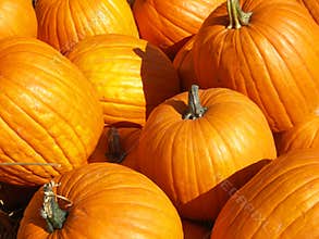 Lots of Big Pumpkins